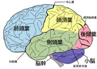 図3　脳の構造　(Wikipediaより)